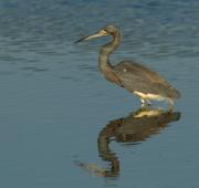 Tri-coloured Heron at 